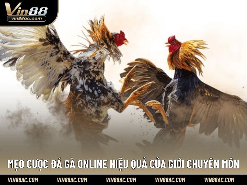 Mẹo cược đá gà online hiệu quả của giới chuyên môn