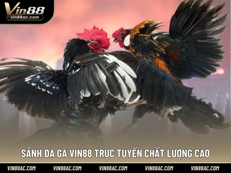 Sảnh đá gà VIN88 trực tuyến chất lượng cao